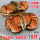 【活蟹】六月黃蟹盤(pán)錦河蟹正宗稻田蟹鮮活現(xiàn)貨凈重大閘蟹禮盒包郵 全公1.4-1.7兩10只（網(wǎng)兜）