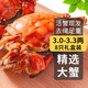 【活蟹】乾澄大閘蟹現(xiàn)貨 3.0-3.3兩 8只去繩足重鮮活六月黃螃蟹海鮮生鮮禮盒裝源頭直發(fā)