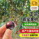 愛(ài)優(yōu)尚嘉寶果樹(shù)苖果樹(shù)盆栽水果樹(shù)苗南北方庭院陽(yáng)臺(tái)好養(yǎng)源頭直發(fā)