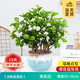 開(kāi)時(shí)果 茉莉花盆栽濃香型 桌面綠植物陽(yáng)臺(tái)花卉樹(shù)苗盆景擺件源頭直發(fā)包郵 精品茉莉花5-10株【流釉藍(lán)瓷盆】