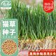 壽禾貓草種子水培小麥草麥苗盆栽芽苗菜種植 濰豐貓草種子50g約1000粒