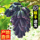 甜蜜藍寶石葡萄新鮮無籽金手指黑提子美人指水果新鮮當季整箱 1斤 精品果