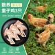 初土記無抗原種童子雞 凈重1.2斤/只 未打鳴小公雞90天散養(yǎng)仔公雞原產(chǎn)地 童子雞3只