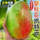 粵迎攀枝花凱特芒果芒果新鮮四川水果需催熟再食用應(yīng)季現(xiàn)摘時令生鮮 5斤精選裝【爆甜多汁】凈4.5斤 普箱裝【自吃推薦】