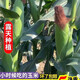新鮮老玉米老式笨玉米5斤9斤現摘現發(fā)農家苞米棒子非甜非糯帶皮發(fā) 5斤（5-8根）老式笨玉米帶皮發(fā)