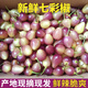 鮮級(jí)佳正宗廣西七彩椒特辣新鮮農(nóng)家蔬菜燈籠椒魔鬼農(nóng)家五彩椒泡椒農(nóng)家 1斤