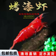 熱帶觀(guān)賞蝦活體淡水寵物黑殼蝦水晶蝦櫻花蝦草缸除藻蝦工具蝦包郵 烤漆蝦10送2 共12只