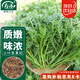壽禾小葉茼蒿種子苗皇帝菜秋季蔬菜種籽 濰育四季小葉茼蒿種子20g*2袋