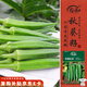 壽禾 水果秋葵種子苗秋季盆栽蔬菜種籽 濰育華納比樂水果秋葵種子10g