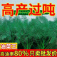 【油菜王】黑油菜籽種子新品種高產(chǎn)出油高矮桿耐寒抗病粒大 一代良種油菜可留種油菜種子100克