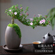 盆景懸崖老樁重瓣陽(yáng)臺六月雪花卉植物室內綠植好養活的盆栽綠植 紅花六月雪+半月豎紋陶瓷盆+底托【主推】 帶盆栽好