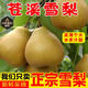 果益壽四川廣元蒼溪雪梨新鮮現(xiàn)摘孕婦水果施家梨大梨子黃皮梨黃金梨 蒼溪雪梨 小果6枚  凈重6斤 果園直發(fā)
