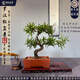 潮裕盆景迎客松羅漢松盆景客廳陽(yáng)臺造型綠植物造型高端盆景居家擺放好養護 羅漢松盆景4
