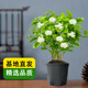 京云夢茉莉花盆栽花卉四季好養(yǎng)觀花桌面好養(yǎng)懶人鮮花綠植原土源頭直發(fā)