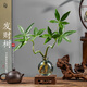 京厽高品質(zhì)發(fā)財樹小盆栽室內(nèi)水培植物辦公室桌面四季常青不不支持退貨 單桿發(fā)財樹+輕奢矮胖瓶 含盆A