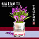 劉閣蘭花七彩石斛蘭花卉綠植盆栽年底開(kāi)花 6苗帶紫葉配懶人盆源頭直發(fā)