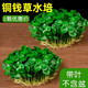 京厽高品質(zhì)品質(zhì)銅錢(qián)草水培植物老樁盆栽室內外水養大葉金錢(qián)不支持退貨 銅錢(qián)草帶葉子特惠款一盆