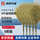 豪思克普 手工大掃把4斤【5把】脫葉竹枝加粗環(huán)衛竹掃把物業(yè)臺風(fēng)學(xué)校工廠(chǎng)車(chē)間地面清潔加大加粗掃帚
