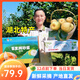 湖北特產(chǎn)百里洲砂梨翠冠梨新鮮現(xiàn)摘脆甜多汁生鮮應(yīng)季水果產(chǎn)地直發(fā) 精品禮盒裝12個(gè)（凈重9斤）