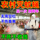 衛(wèi)豹滅蠅蚊神器蒼蠅藥養(yǎng)殖場專用農(nóng)村雞舍豬圈牛棚飯店蒼蠅神器滅蠅器 2袋 【農(nóng)村強力滅蠅】