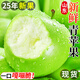 知鮮灣山東青蘋(píng)果新鮮小蘋(píng)果現摘酸甜脆爽蘋(píng)果當季新鮮水果順豐速運 甄選3斤手挑果 | 75mm+ 順豐