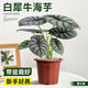 雙盟白犀牛海芋原盆植物四季葉觀水培綠植盆栽辦公室內(nèi)鮮花卉源頭直發(fā)