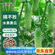 花沃里水果黃瓜種子摘不敗黃瓜100粒 蔬菜種子節(jié)節(jié)瓜陽臺盆栽土庭院菜籽