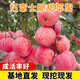 脆甜蘋(píng)果樹(shù)苗嫁接蘋(píng)果苗四季種植高產(chǎn)易活當年結果蘋(píng)果苗 2年苗1厘米粗小苗也包活