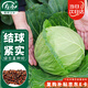 壽禾 甘藍(lán)種子種苗包菜卷心菜籽秋季蔬菜種籽 濰豐綠甘藍(lán)種子1000粒