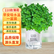 雙盟精選薄荷綠植盆栽早安盆辦公室內(nèi)桌面好養(yǎng)驅(qū)蚊提神源頭直發(fā)
