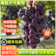 果益壽【順豐直達】藤引稔葡萄藤捻乒乓球葡萄東北黑提子應(yīng)當季新鮮水果 3斤  單果15-20g