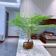 時鳥火焰南天竹鮮切室內(nèi)家居辦客廳公裝飾花束綠植水養(yǎng)插花水培綠植 火焰南天竹1枝（40-60厘米）