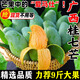 廣西百色桂七芒當季新鮮水果田東桂七香芒青皮甜心芒現摘水果整箱 9斤 特大果【單果250g+】