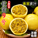 純香果欽蜜9號(hào)黃金百香果新鮮包郵百香果原漿黃晶果水果整箱 1斤 【小果】單果40-50g嘗鮮試吃