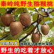 秦嶺大山采摘的有毛野生小獼猴桃新鮮采摘孕婦水果綠心5斤包郵甜 5斤精選野生獼猴桃40-70g大果