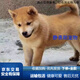 榮郁 黃狗土狗中華活體農村田園犬便宜本地忠誠 田園級 黃狗 公