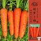 壽禾 胡蘿卜種子苗三紅心七寸參秋季蔬菜籽 三紅胡蘿卜種子20g約1萬(wàn)粒