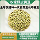 新青皮黃豆農家自種新鮮老品種可以發(fā)芽打豆漿專(zhuān)用 農家青皮黃豆500g