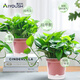 愛(ài)優(yōu)尚綠蘿盆栽除甲醛綠植室內辦公室新房?jì)艋諝饩G籮源頭直發(fā)