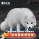 暮秋小主網(wǎng)紅家養(yǎng)狐貍活體幼崽雪狐白狐白化熊貓狐冰島狐寵物狐貍活物幼寵 雪色白狐
