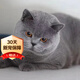 純種藍(lán)貓成年純英短藍(lán)白英國(guó)短毛貓寵物貓銀漸層青年英短藍(lán)貓活體 寵物級(jí) 純種英短藍(lán)貓 公