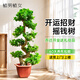 植男植女大型盆栽金錢(qián)榕發(fā)財樹(shù)清香木辦公室內落地植物造型搖錢(qián)樹(shù)源頭直發(fā)