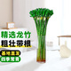 京云夢富貴竹龍竹盆栽招財(cái)四季長青轉(zhuǎn)運(yùn)竹水培60龍竹10根不含盆源頭直發(fā)
