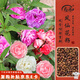 壽禾 茶花鳳仙花種子種苗指甲花花卉種籽 混色茶花鳳仙花種子約1000粒