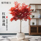 植男植女紅楓樹(shù)苗紅舞姬日本風(fēng)景樹(shù)苗正宗三季紅中國好養活綠植源頭直發(fā)