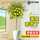 靜黛軒香水檸檬樹盆栽帶果客廳綠植大型植物室內(nèi)陽(yáng)臺(tái)祿植四季好養(yǎng)除甲醛 精品檸檬樹1.4-1.5m【白色鉆石盆】