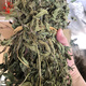 仙草干 涼粉草燒仙草原料 黑涼粉草仙人粄 仙草蜜 新鮮草干草粿草 1斤【多葉高膠仙草干】