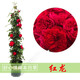 靜嘉歐月藤本月季花苗濃香型爬藤植物庭院陽(yáng)臺四季種植花卉地栽多季 紅龍 【爬藤60公分左右高】