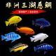 勝畫(huà)三湖慈鯛魚(yú)苗熱帶觀(guān)賞魚(yú)中小型淡水黑線(xiàn)王子冷水活魚(yú)小魚(yú)耐活好養 【色彩爆發(fā)】5-7CM慈鯛魚(yú) 6條