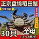 【活蟹】盤(pán)錦河蟹鮮活正宗稻田蟹公母大閘蟹六月黃小螃蟹特大滿(mǎn)黃 3斤【全母蟹】30只 0.8-1.2兩/只